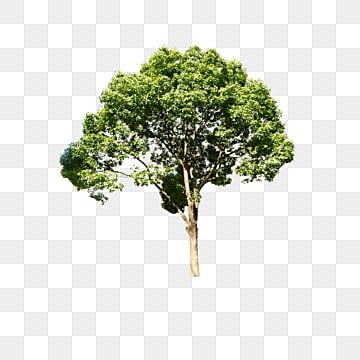 pngtree|pngtree (pngtree) .
